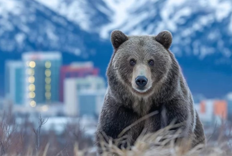 Image for Biodiversity & Wildlife Conservation